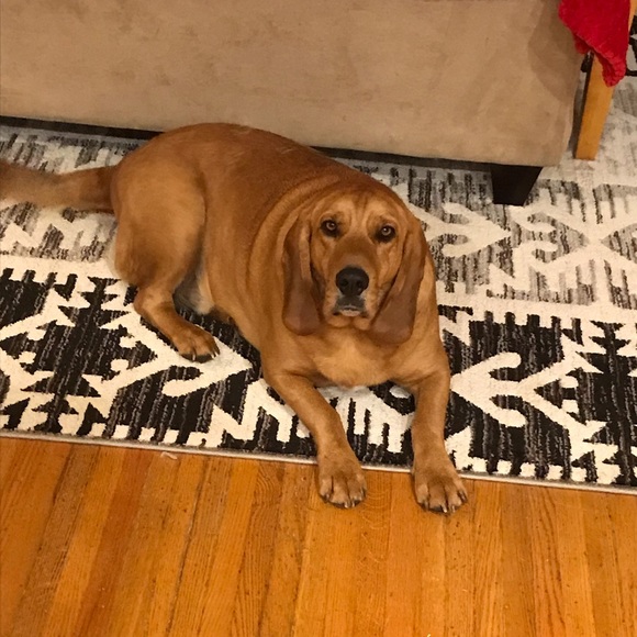 Meet your Posher, Tasha - Picture 1 of 1